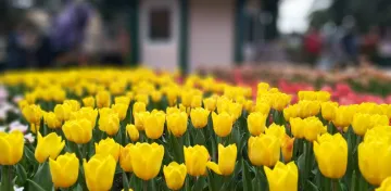 Slideshow Slideshow 5 bunga tulip kuning
